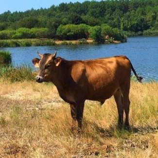 Vache paissant dans un près du bocage landais
