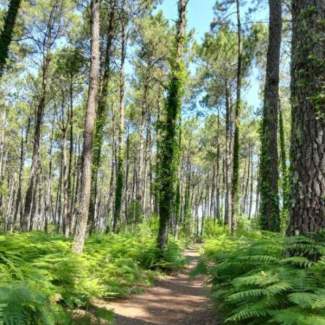Balade en forêt landaise