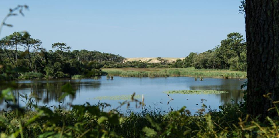 Camping et locations dans les Landes