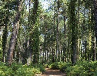 camping landes